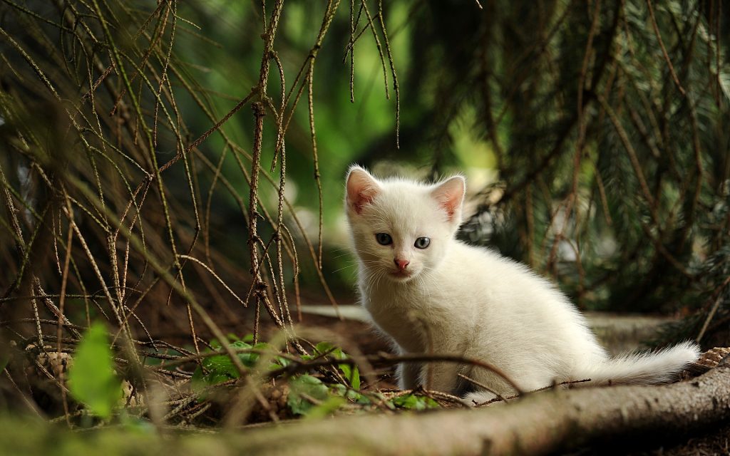 Wallpaper d'un joli chaton blanc dans la forêt