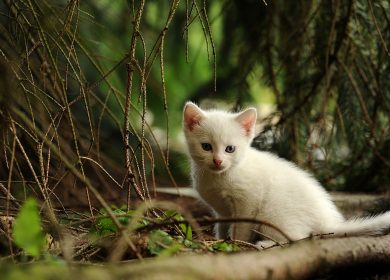 Wallpaper d'un joli chaton blanc dans la forêt