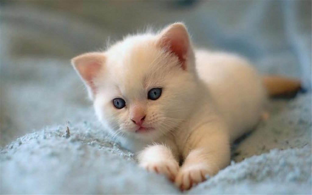 Wallpaper d'un mignon chaton blanc sur un lit