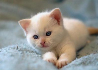 Wallpaper d'un mignon chaton blanc sur un lit
