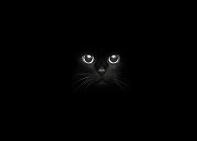 Fond d'écran avec le visage d'un chat noir dissimulé sur un fond noir