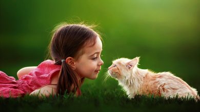 Adorable fond d'écran d'une fillette et d'un chat en face à face sur le gazon