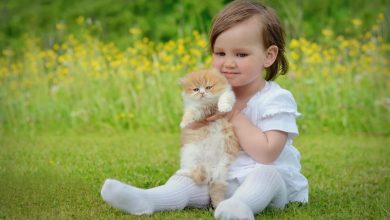 Fond d'écran d'une jolie petite fille assise sur le gazon avec un beau chaton