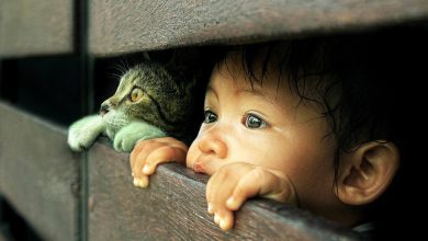 Magnifique fond d'écran d'un enfant et d'un chat qui regardent à travers une clôture de bois