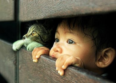 Magnifique fond d'écran d'un enfant et d'un chat qui regardent à travers une clôture de bois