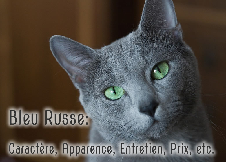 Tout savoir sur le chat Bleu Russe