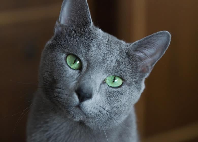 chat bleu russe suisse anti aging