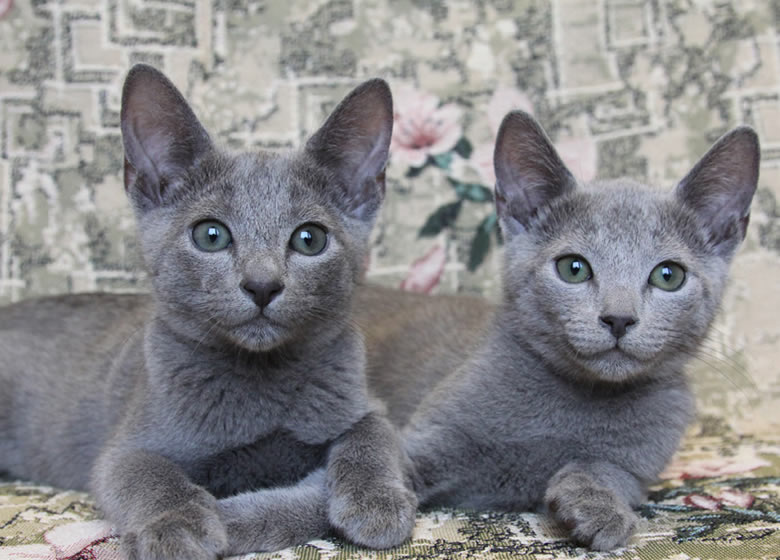 Deux jolis chatons Bleu Russe
