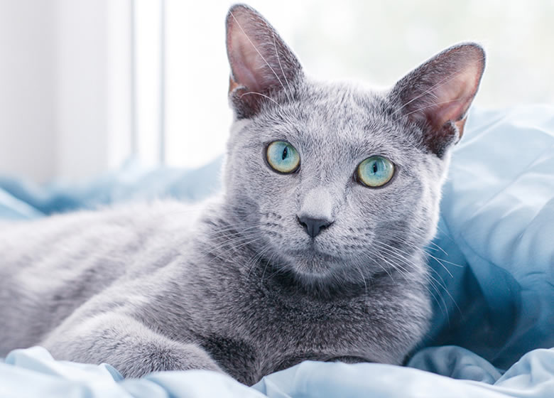 Beau chat Russian Blue allongé sur un lit