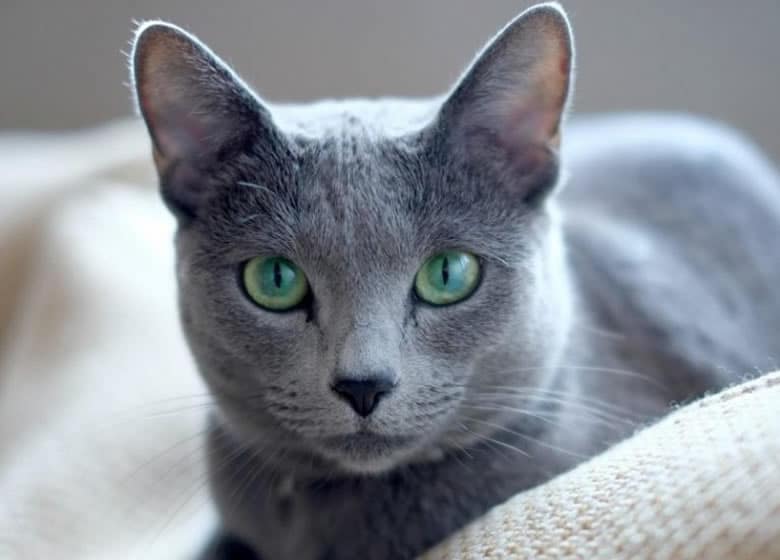Magnifique chat Russian Blue qui fixe la caméra