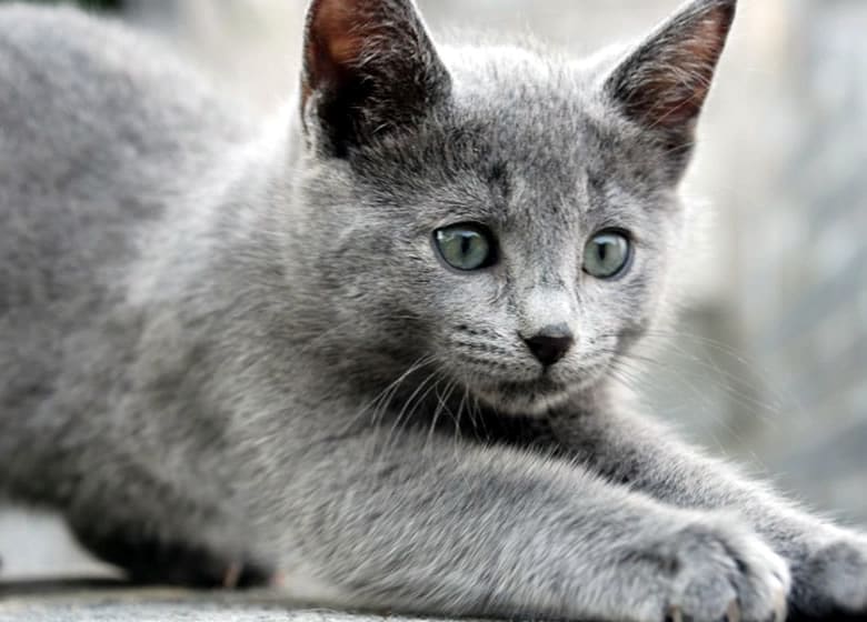 Mignon petit chaton Bleu Russe qui s'étire
