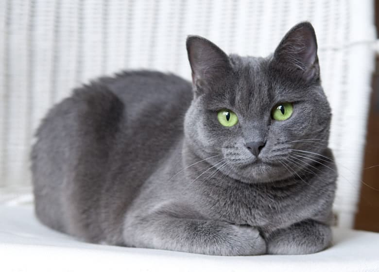 Prévenez l'obésité chez votre chat Bleu Russe