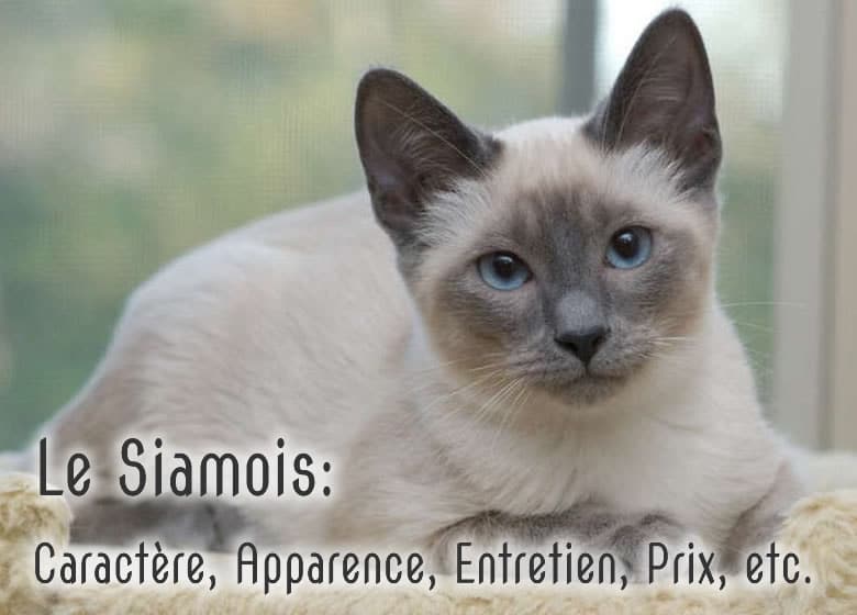 Chat siamois: Tout savoir sur la race