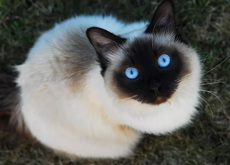 Magnifique chat siamois qui regarde vers le haut