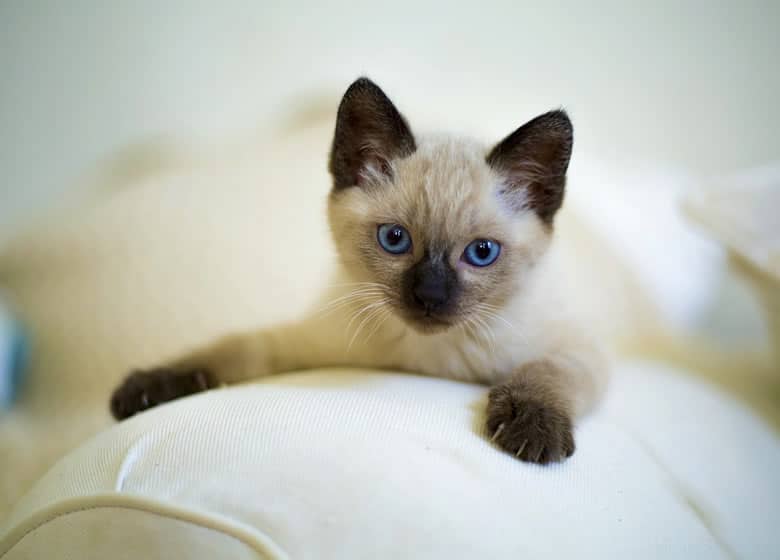 Joli chaton siamois sur une oreiller