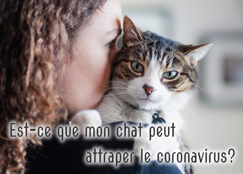 Est-ce que mon chat peut attraper le COVID-19?