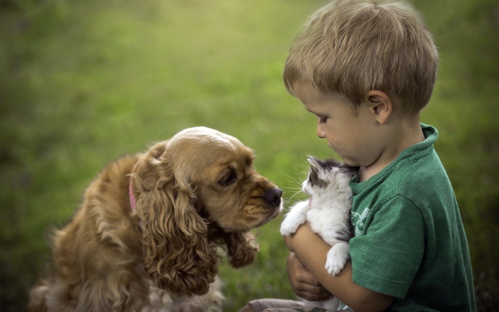 Fond d'écran d'un petit garçon présentant un chat à un chien