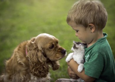 Fond d'écran d'un petit garçon présentant un chat à un chien