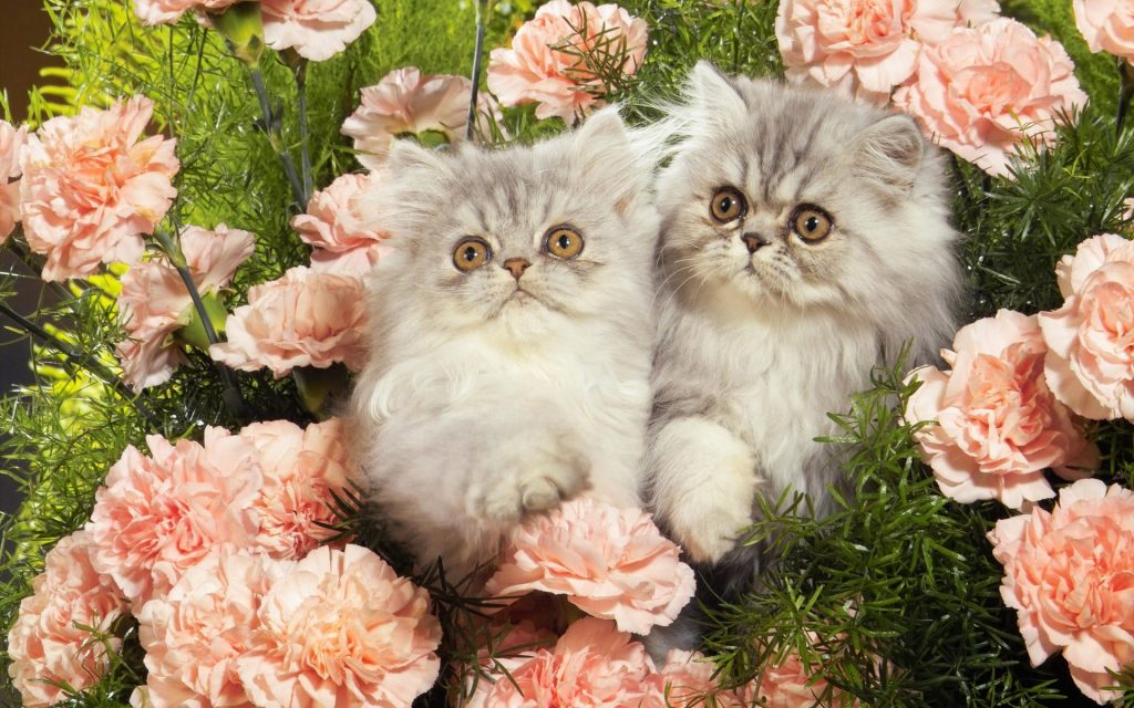 Fond d'écran de deux magnifiques chatons Persan entourés de fleurs