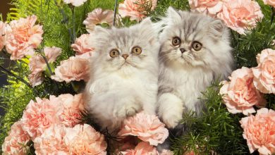 Fond d'écran de deux magnifiques chatons Persan entourés de fleurs
