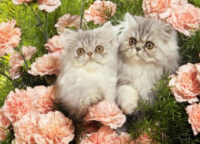 Fond d'écran de deux magnifiques chatons Persan entourés de fleurs