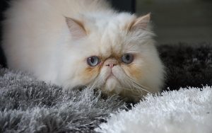 Fond d'écran d'un beau chat persan blanc aux yeux bleus gris