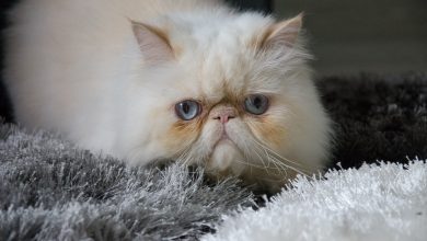 Fond d'écran d'un beau chat persan blanc aux yeux bleus gris