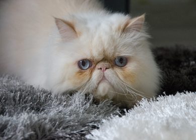 Fond d'écran d'un beau chat persan blanc aux yeux bleus gris