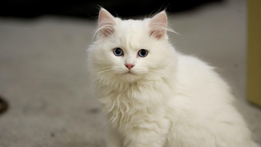 Fond d'écran d'un adorable chat persan blanc aux yeux bleus