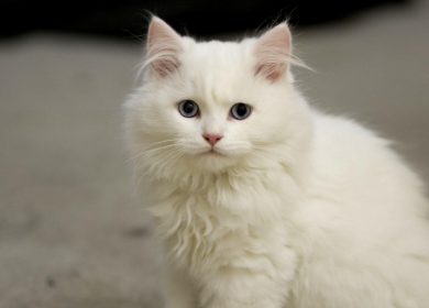 Fond d'écran d'un adorable chat persan blanc aux yeux bleus
