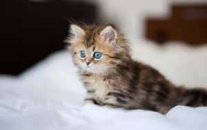 Fond d'écran d'un adorable petit chaton persan tabby sur un lit