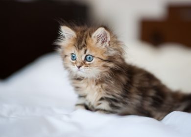 Fond d'écran d'un adorable petit chaton persan tabby sur un lit