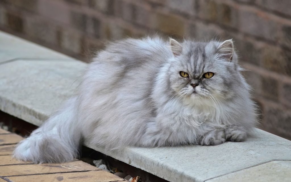 Fond d'écran d'un beau chat persan gris aux yeux jaunes