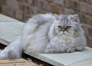 Fond d'écran d'un beau chat persan gris aux yeux jaunes