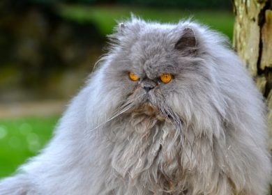 Fond d'écran d'un impressionnant chat persan gris qui semble furieux