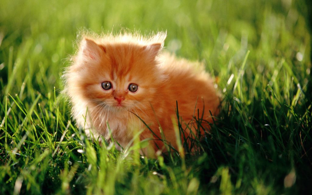 Fond d'écran d'un joli chaton persan roux dans le gazon