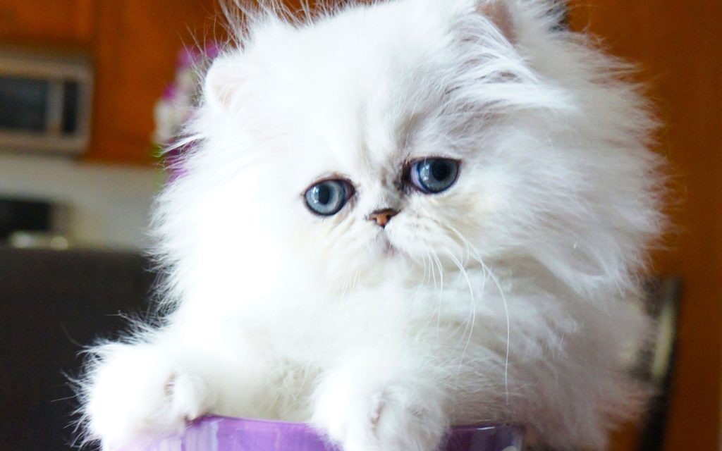 Fond d'écran d'un magnifique chaton persan chinchilla silver aux yeux bleus
