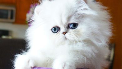 Fond d'écran d'un magnifique chaton persan chinchilla silver aux yeux bleus