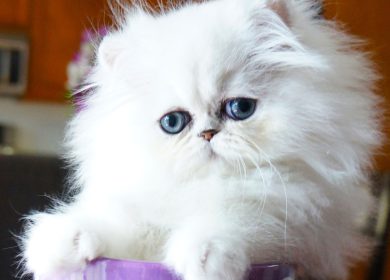 Fond d'écran d'un magnifique chaton persan chinchilla silver aux yeux bleus