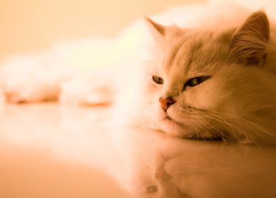 Fond d'écran d'un superbe chat persan couché sur le sol avec un effet miroir