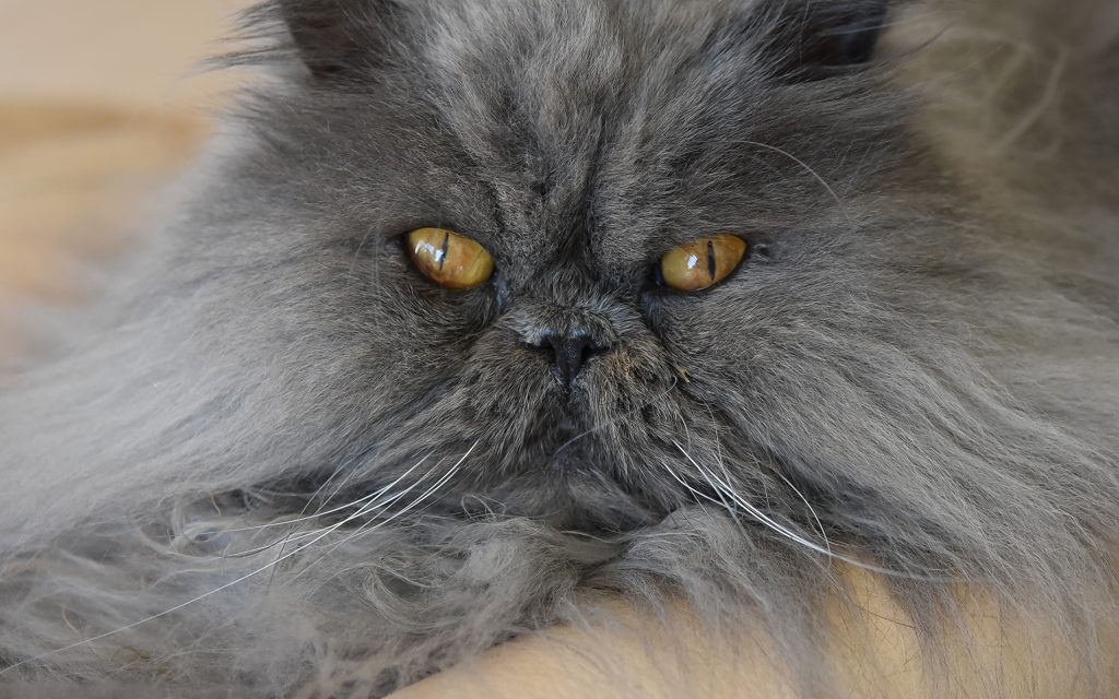 Fond d'écran du visage d'un joli chat persan gris