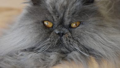 Fond d'écran du visage d'un joli chat persan gris