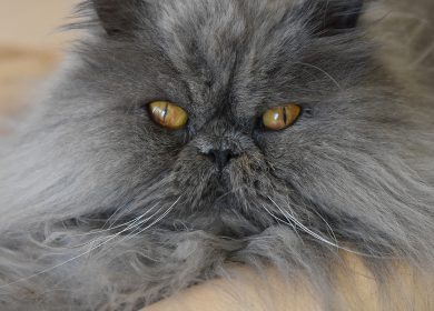 Fond d'écran du visage d'un joli chat persan gris