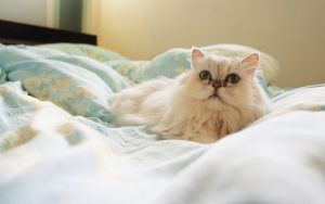 Fond d'écran d'un joli chat persan blanc sur un lit