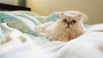 Fond d'écran d'un joli chat persan blanc sur un lit
