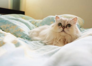 Fond d'écran d'un joli chat persan blanc sur un lit