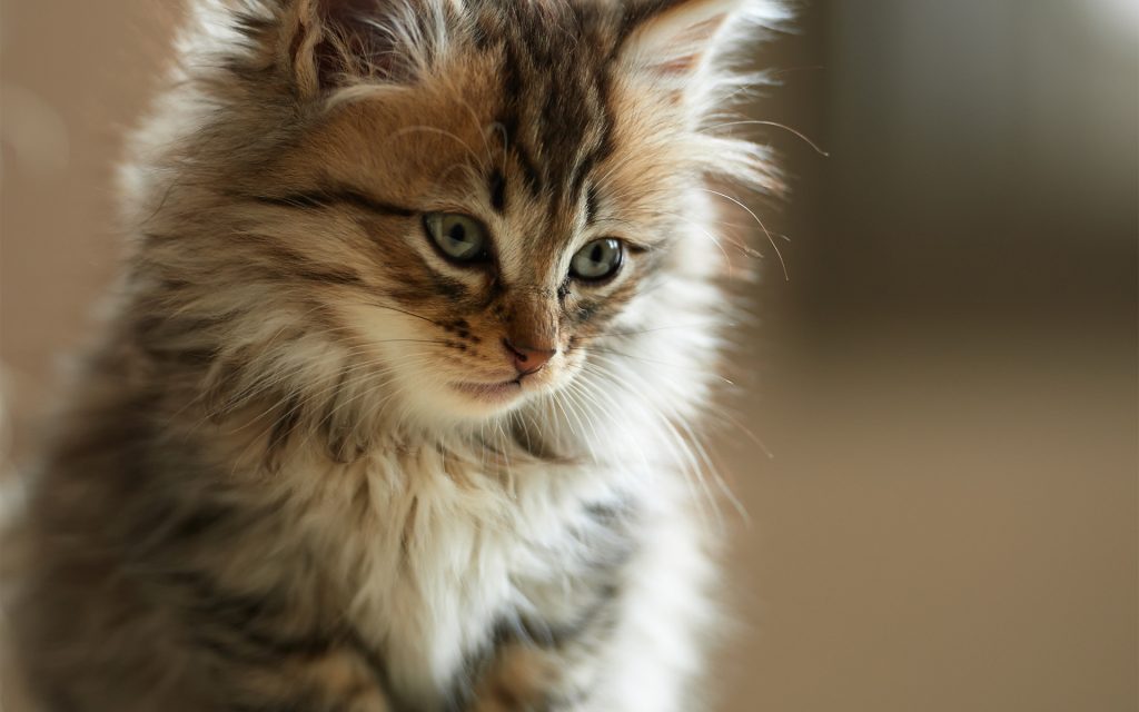 Fond d'écran d'un magnifique chaton tabby persan