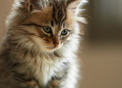 Fond d'écran d'un magnifique chaton tabby persan