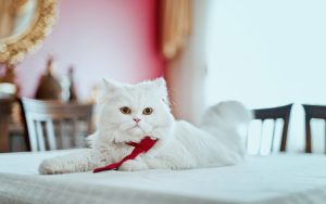 Fond d'écran d'un adorable chat persan blanc étendu sur une table