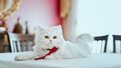Fond d'écran d'un adorable chat persan blanc étendu sur une table